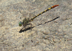 Austroepigomphus turneri
