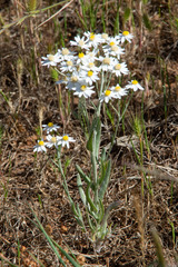 Rhodanthe corymbiflora