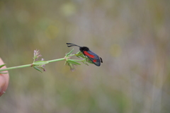 Zygaena punctum