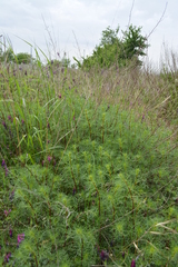 Artemisia campestris variabilis