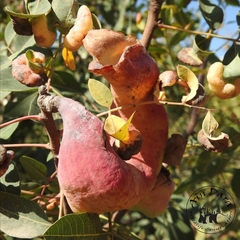 Pistacia terebinthus palaestina