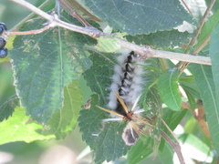 Halysidota ruscheweyhi