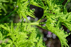 Afroligusticum thodei