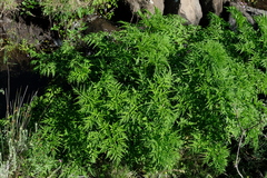 Afroligusticum thodei