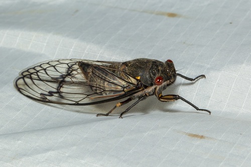 Photo of Redeye Cicada (Psaltoda moerens)