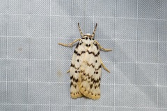 Hectobrocha pentacyma