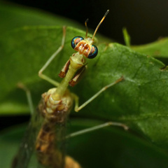 Mantispa