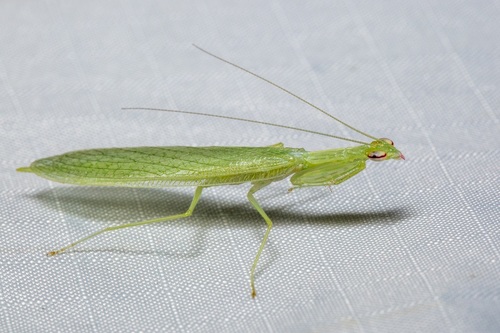 Photo of Southern Snake Mantis (Kongobatha serpens)
