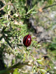 Paropsisterna semivittata