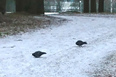 Columba livia domestica