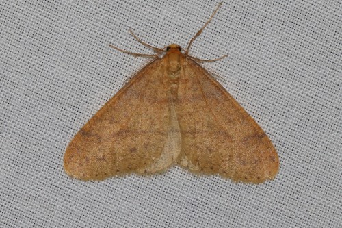 Scarce Umber Moth, 6874 Wolfheze, Nederland, photo 8 of 10