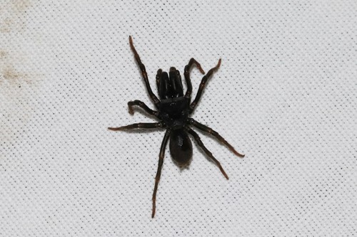 Purseweb Spider, 6874 Wolfheze, Nederland, photo 10 of 10