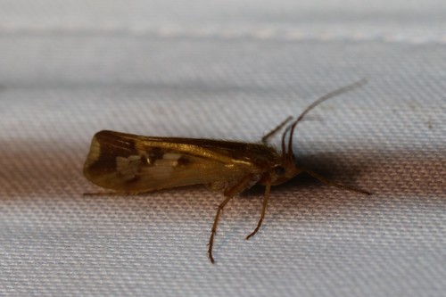 Cinnamon Sedge, 6874 Wolfheze, Nederland, photo 10 of 10
