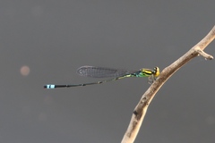 Pseudagrion camerunense