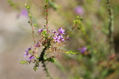 Calytrix leschenaultii