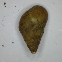 Potamopyrgus antipodarum