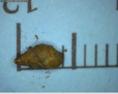 Potamopyrgus antipodarum