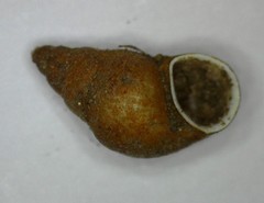 Potamopyrgus antipodarum