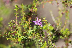 Calytrix leschenaultii