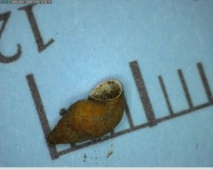 Potamopyrgus antipodarum