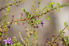 Calytrix leschenaultii