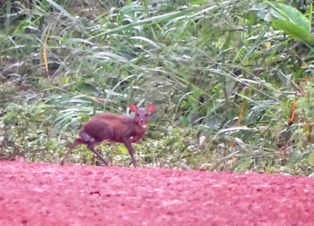 Dwarf Antelope