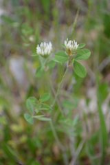 Trifolium pallidum