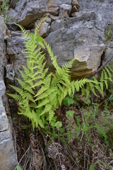 Dryopteris pallida