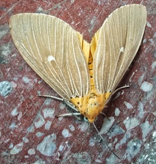 Asota caricae