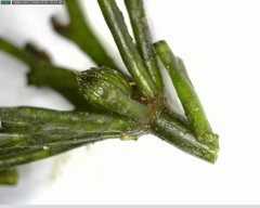 Ceratophyllum demersum