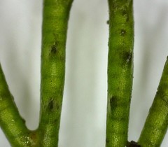Ceratophyllum demersum