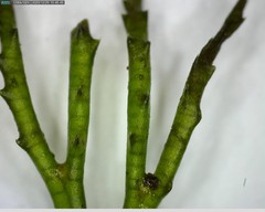 Ceratophyllum demersum