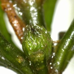 Ceratophyllum demersum