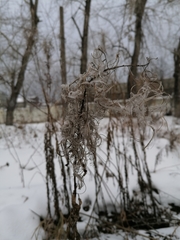 Chamaenerion angustifolium