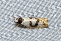 Eulechria sigmophora