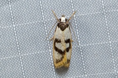 Eulechria sigmophora