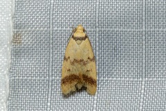 Heteroteucha anthodora