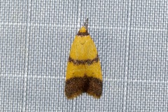 Heteroteucha translatella