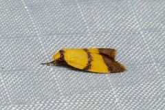 Heteroteucha translatella