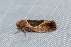 Hoplomorpha abalienella