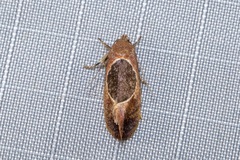 Hoplomorpha abalienella