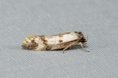 Palimmeces variegata