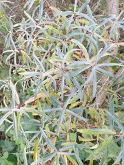 Hippophae rhamnoides