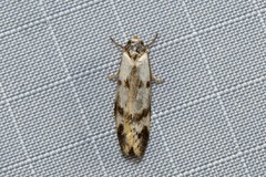 Palimmeces variegata