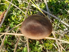 Melanoleuca cinereifolia