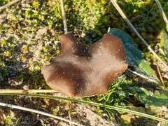 Melanoleuca cinereifolia