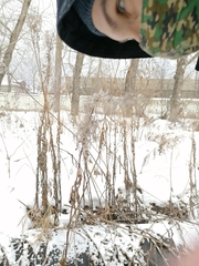 Chamaenerion angustifolium