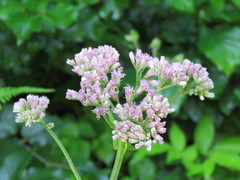 Adenostyles alliariae