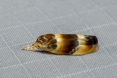 Piloprepes anassa