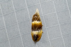 Piloprepes anassa